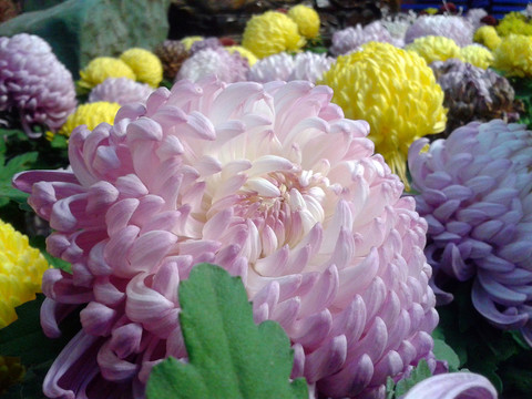 菊花展 菊花盆景
