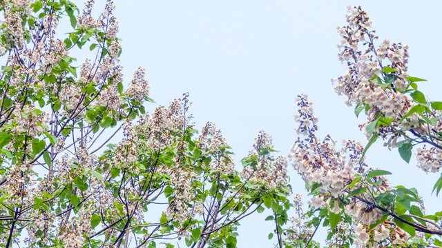 梧桐花 梧桐樹