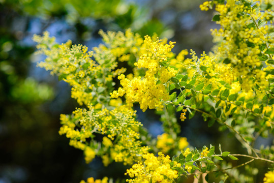 陽光黃花