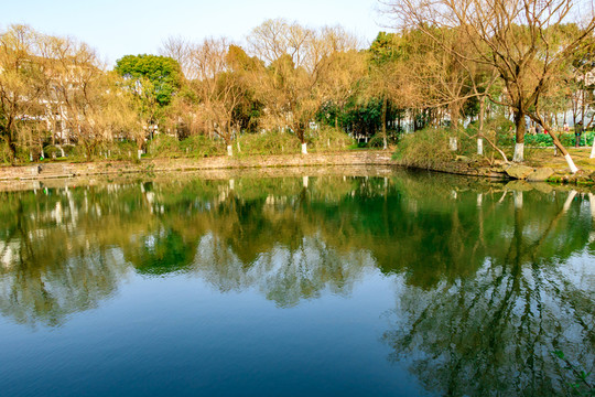 水面樹影
