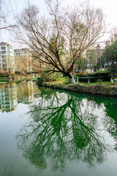 公園水中樹影 水面樹影 樹木