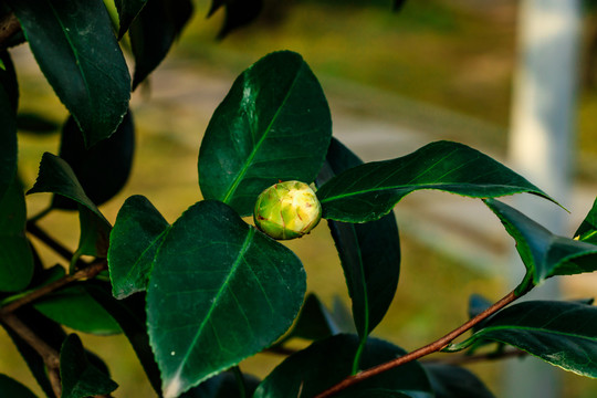 茶花 茶樹(shù)花苞 含苞待放