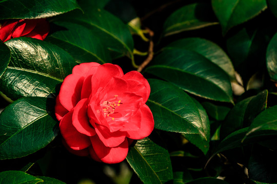 紅茶花
