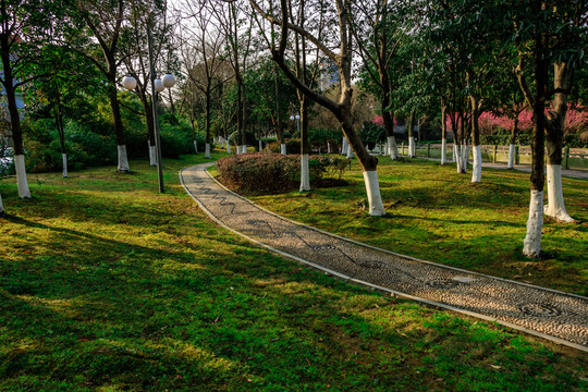 公園綠化景觀道路 自然 背景