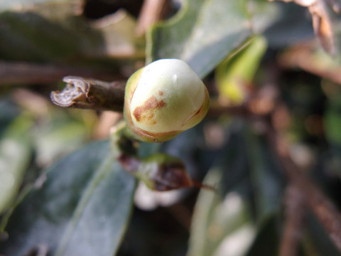 茶樹花苞
