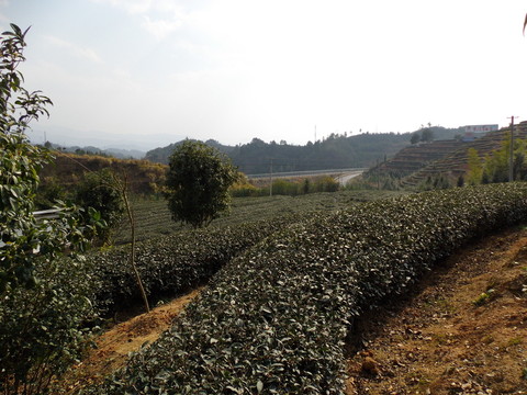 茶園風(fēng)光
