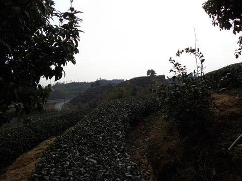 茶園小景