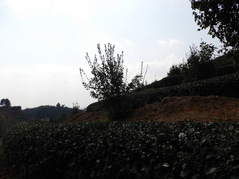 茶園風(fēng)景