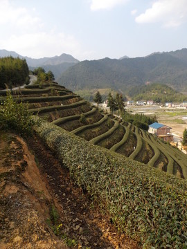 茶園一角風(fēng)景