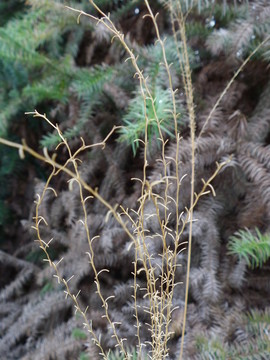 山中雜草