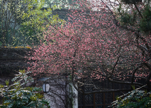 梅花開
