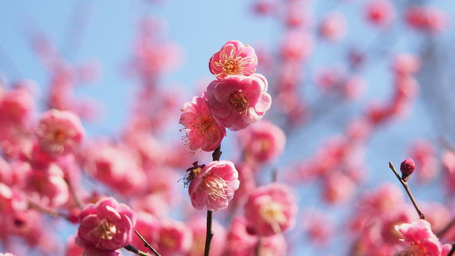 梅花