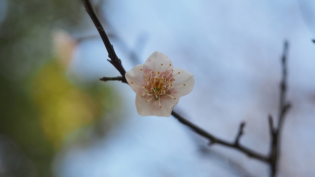 梅花