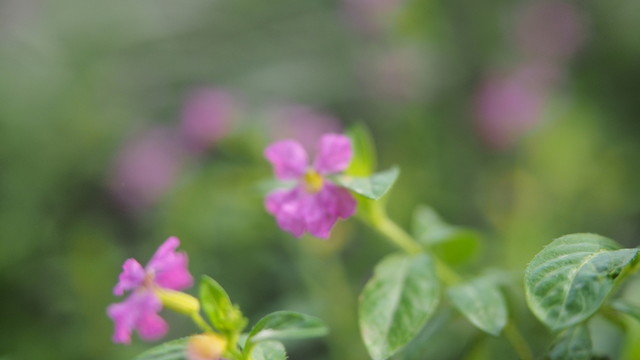 植物