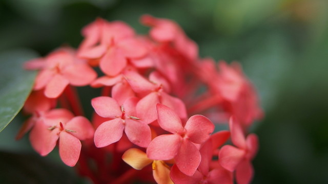 植物