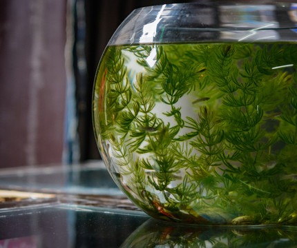 魚缸
