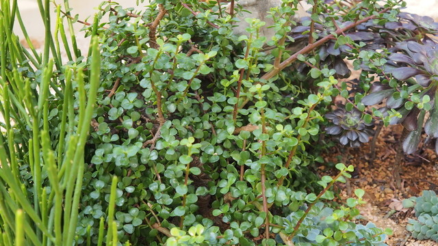 植物