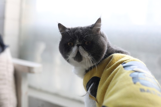 加菲貓