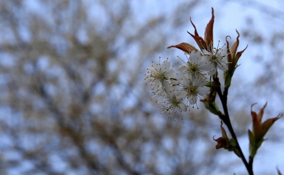 春暖花開