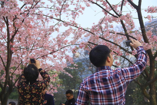 賞櫻花拍櫻花看櫻花