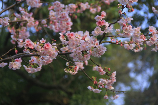 早櫻櫻花
