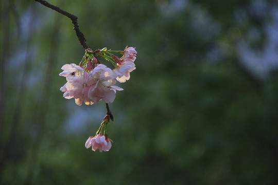 早櫻櫻花