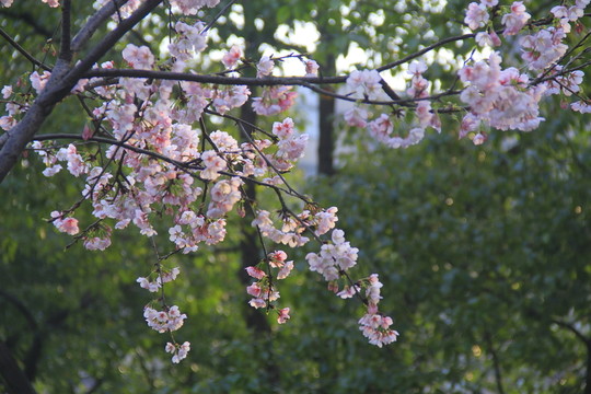 早櫻櫻花