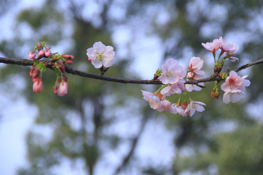 早櫻櫻花