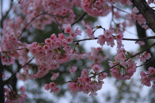 早櫻櫻花