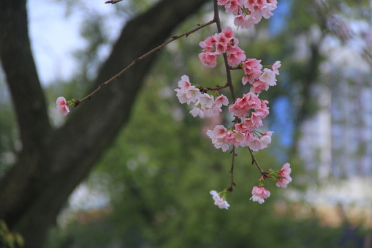 早櫻櫻花
