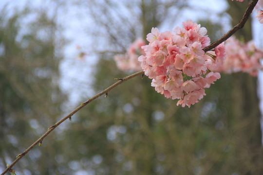 早櫻櫻花