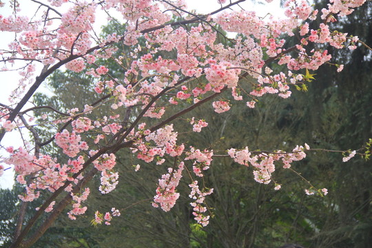 早櫻櫻花
