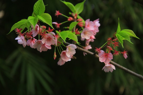 早櫻櫻花