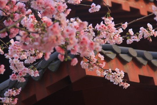早櫻櫻花