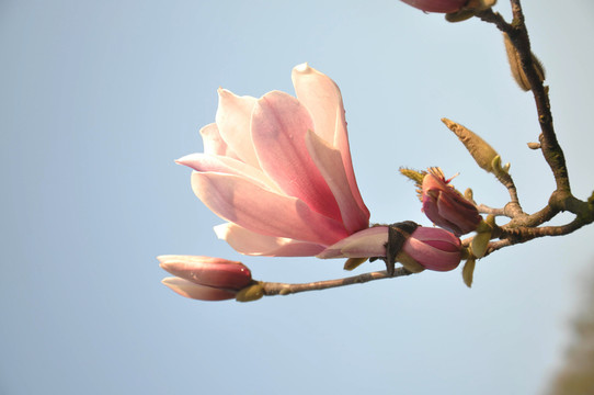 玉蘭花