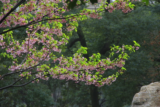 早櫻櫻花