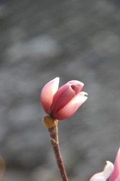 花 玉蘭花