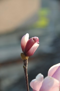 花 玉蘭花