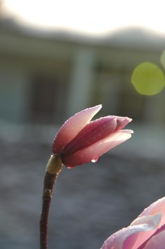 花 玉蘭花