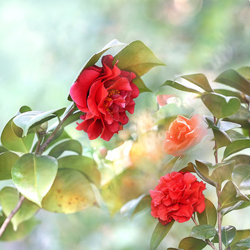 唯美茶花