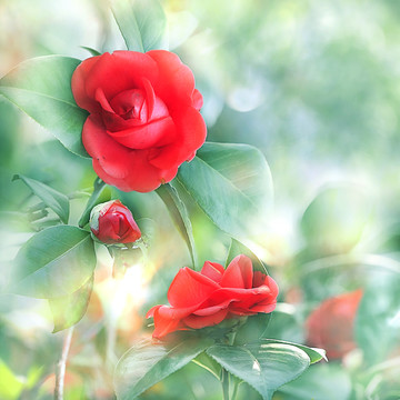 夢幻茶花