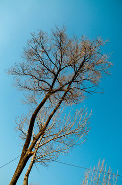大樹(shù)樹(shù)枝