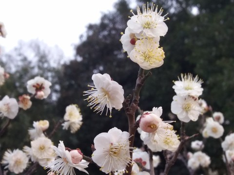 梅花特寫