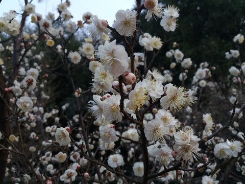 梅花頌