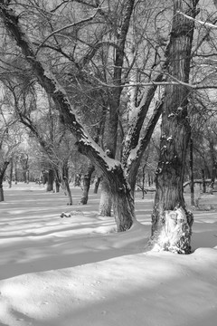 雪景