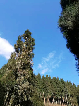 柏樹(shù)林