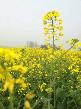 油菜園