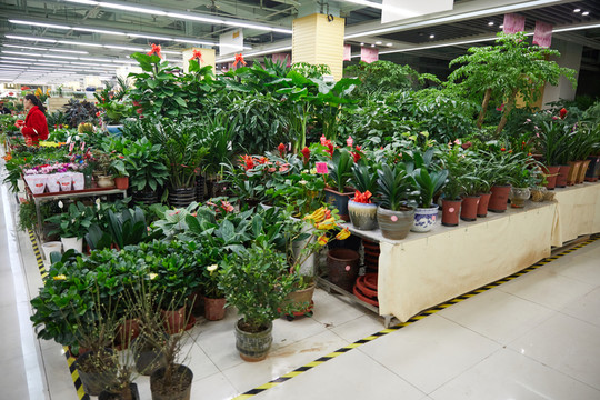 花卉市場