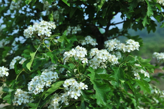 白色果樹花