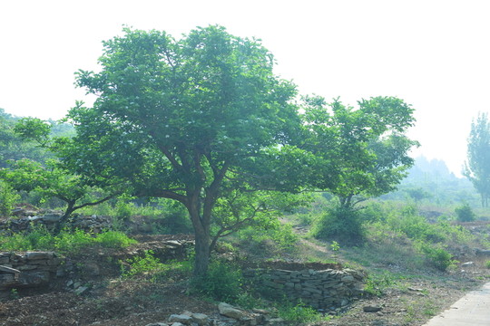 山楂樹(shù)